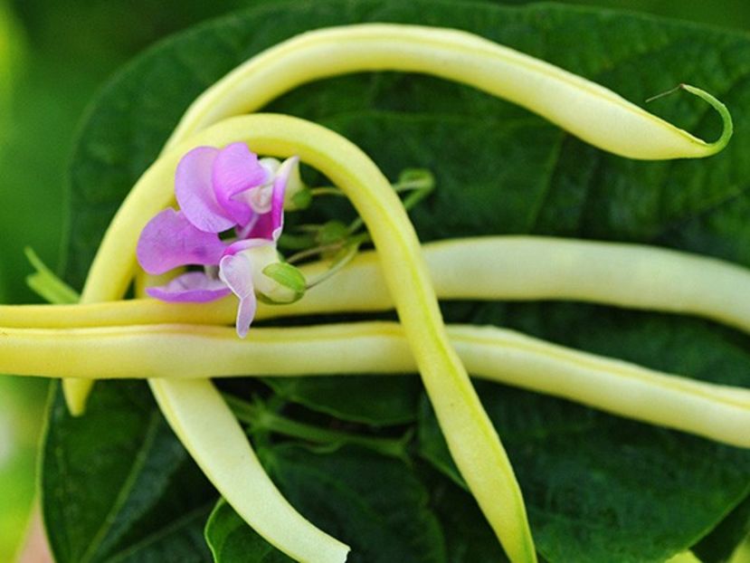 Phaseolus Vulgaris Rocquencourt - SEMINTE DE LEGUME -2025