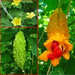 Momordica Charantia naja. - SEMINTE DE LEGUME -2025