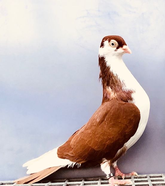 4740  Femelă  2022 - Plecați ALBUM 4