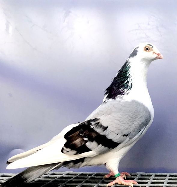 6987  Femelă  2019 - Plecați ALBUM 4