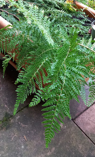  - 2023 - 04 - 2024 - 00 - Iarna