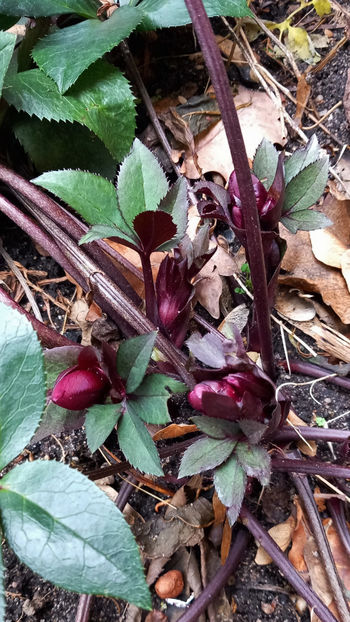  - 2023 - 04 - 2024 - 00 - Iarna