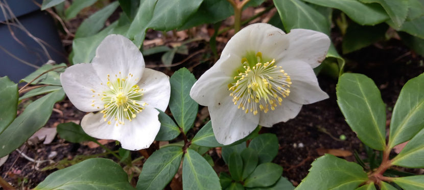  - 2023 - 04 - 2024 - 00 - Iarna