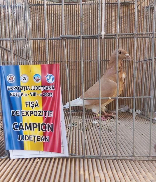  - Voiajorul cravatat romanesc