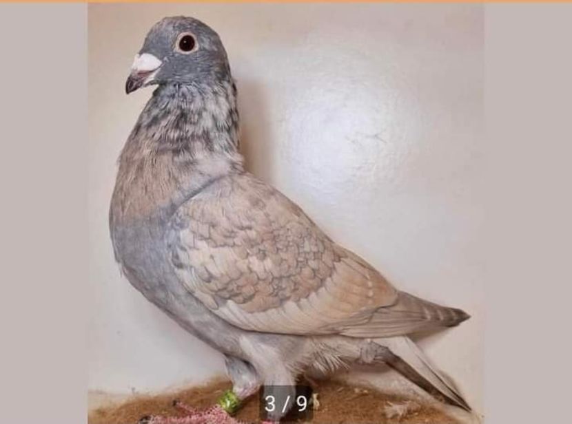  - Nu îmi aparțin 7