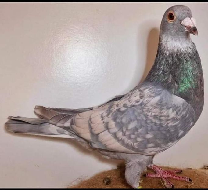  - Nu îmi aparțin 7