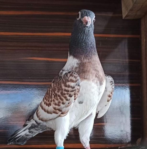  - Nu îmi aparțin 7