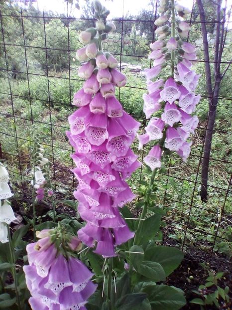  - 0 Digitalis