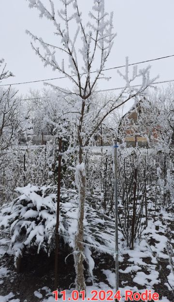 Rodiu iarna - Rodiu Dente di Cavallo