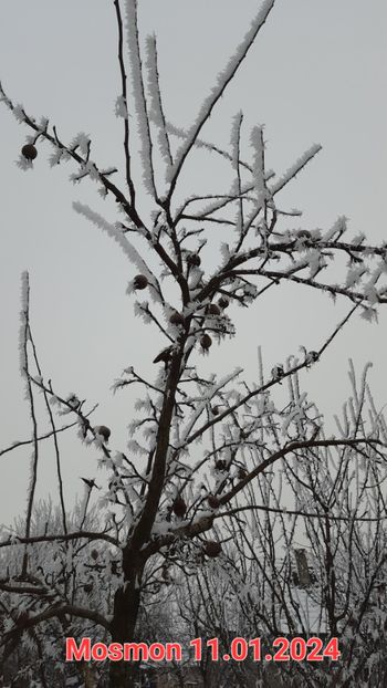 Mosmon ianova - Mosmon ianova