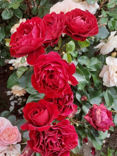  - Red Abudance Harkness-2019