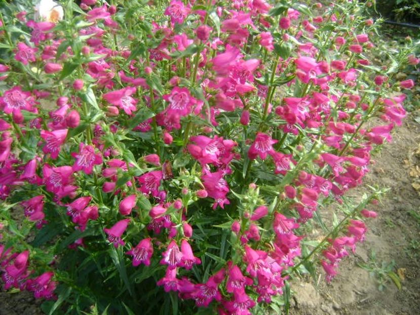  - 0 Penstemon Harlequin Magenta!