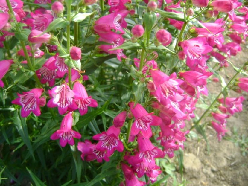 - 0 Penstemon Harlequin Magenta!