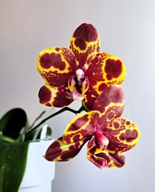 GW Green World ”Snakeskin” - Phalaenopsis 2