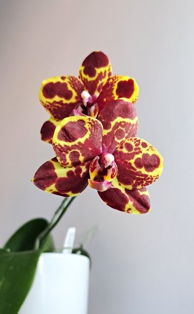  - Phalaenopsis 2
