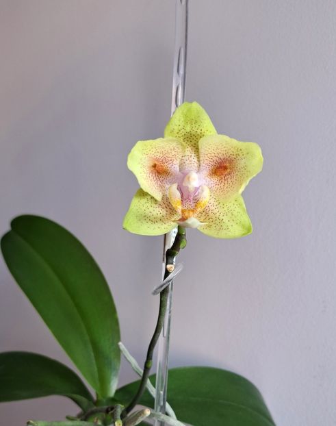 Yaphon Green Batman - Phalaenopsis 2