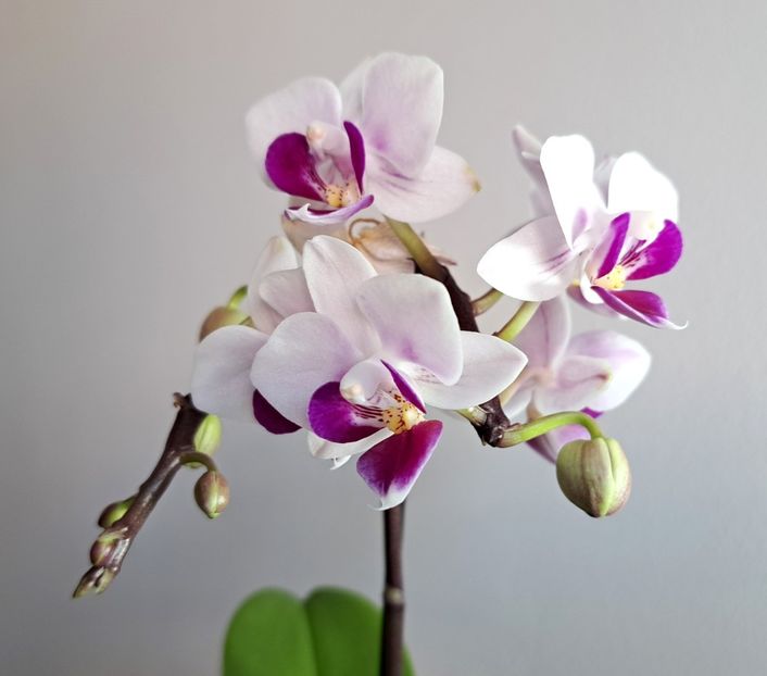 Alice - Mini phalaenopsis