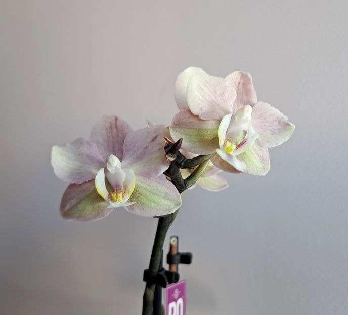  - Mini phalaenopsis