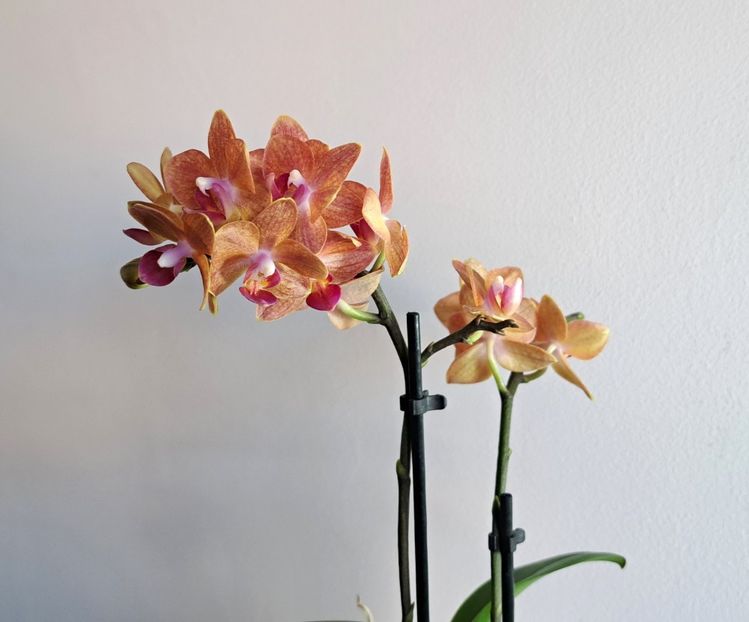  - Mini phalaenopsis