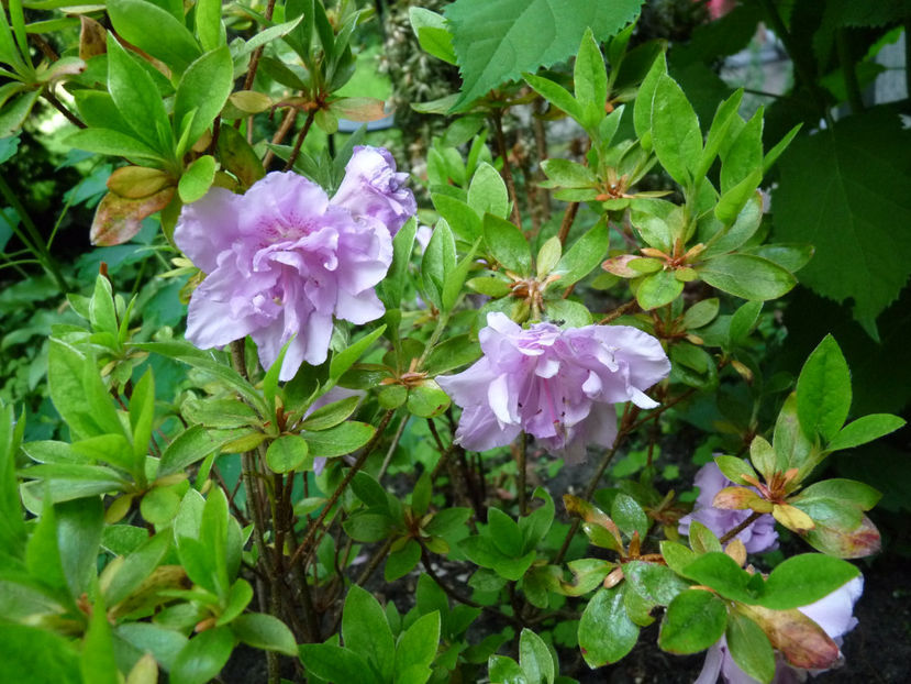 © - Azalee si Rhododendroni