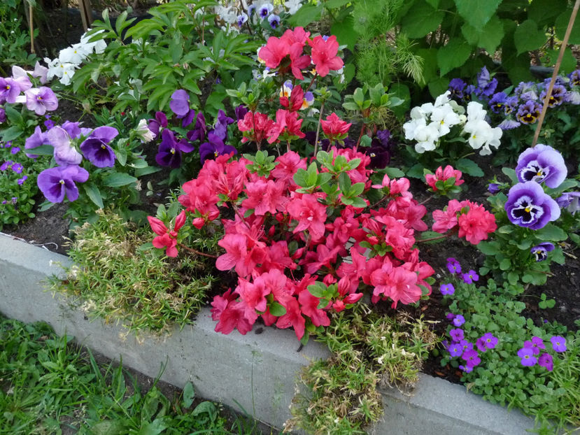 © - Azalee si Rhododendroni