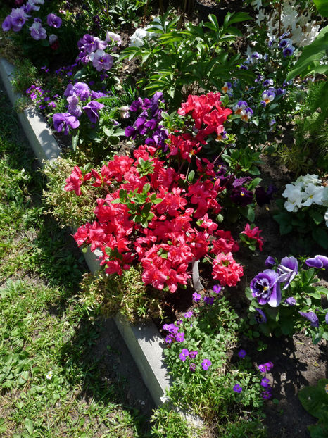 © - Azalee si Rhododendroni