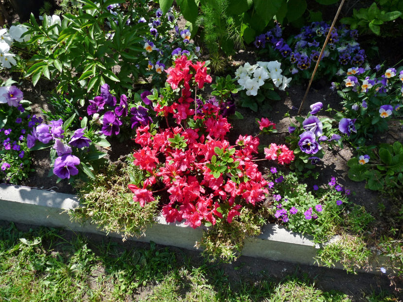 © - Azalee si Rhododendroni