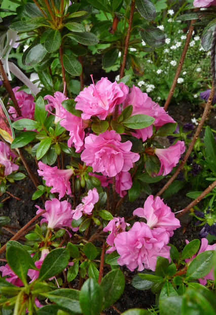 © - Azalee si Rhododendroni