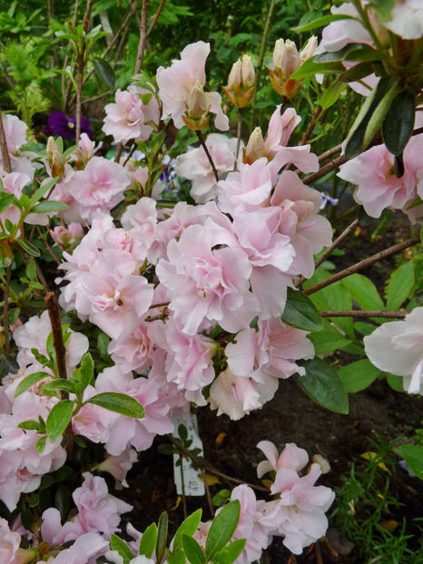 © - Azalee si Rhododendroni