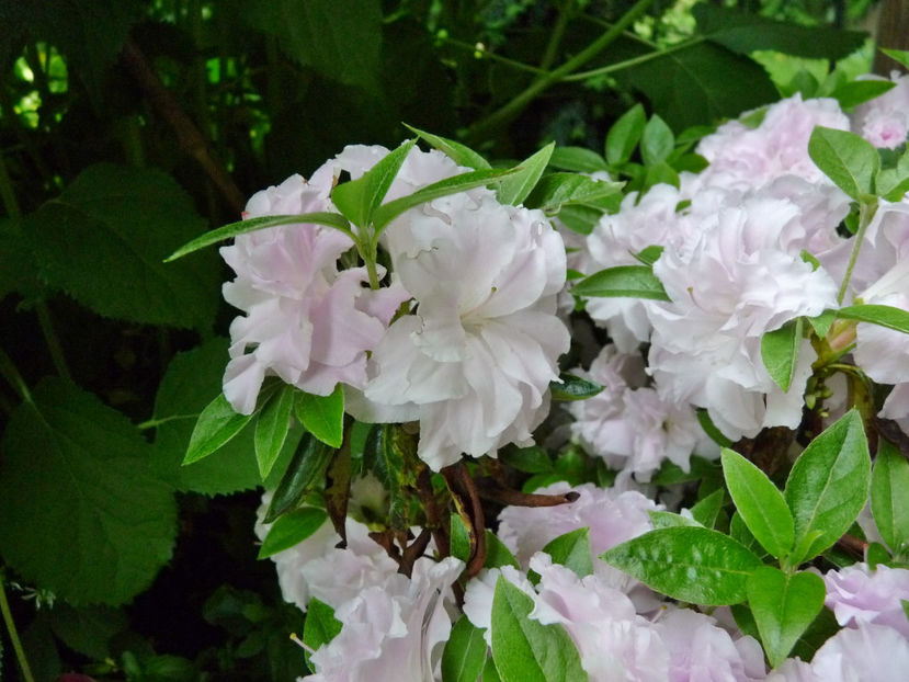 © - Azalee si Rhododendroni