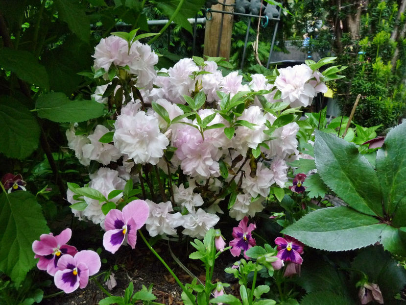 © - Azalee si Rhododendroni