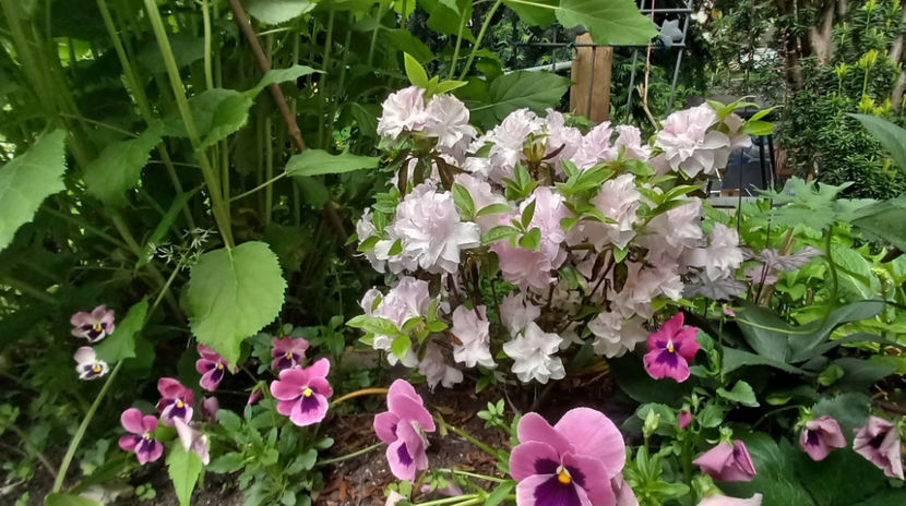 © - Azalee si Rhododendroni