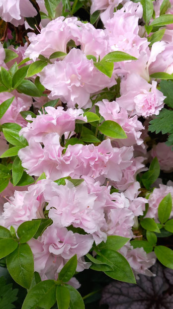 © - Azalee si Rhododendroni