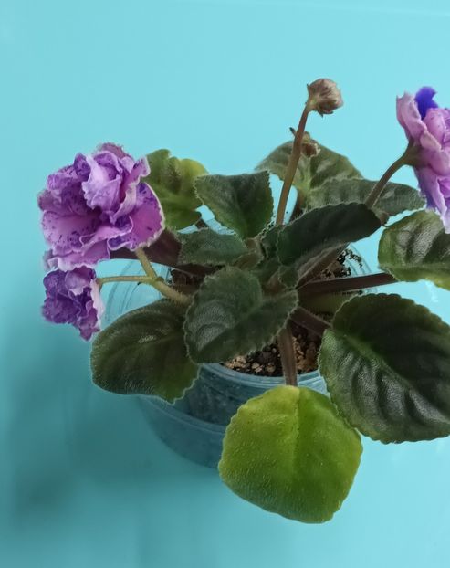  - Va T Prazdnichnyj Naryad Pugovki