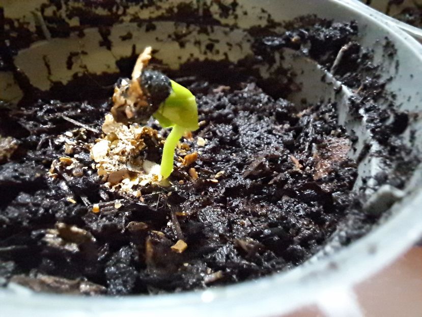 Ziua 2 - Hibiscus Arnottianus