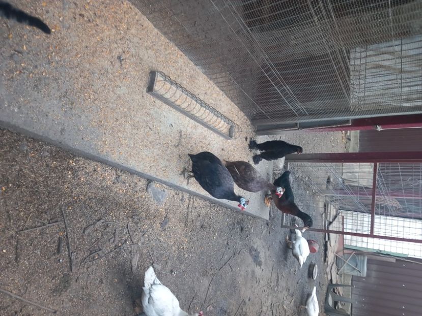  - Cocoși disponibili 2024