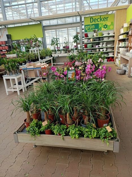 Img.2024.01.12 - Expoziția de orhidee