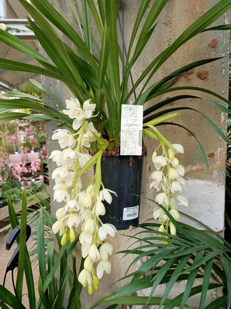 Img.2024.01.12 - Expoziția de orhidee