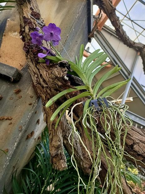 Img.2024.01.12- Vanda - Expoziția de orhidee