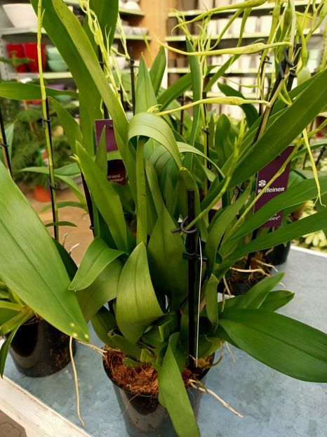 Img.2024.01.12 - Expoziția de orhidee