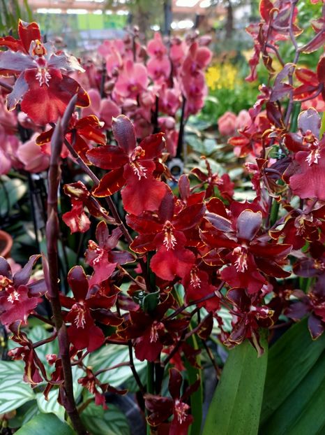 Img.2024.01.12 - Expoziția de orhidee