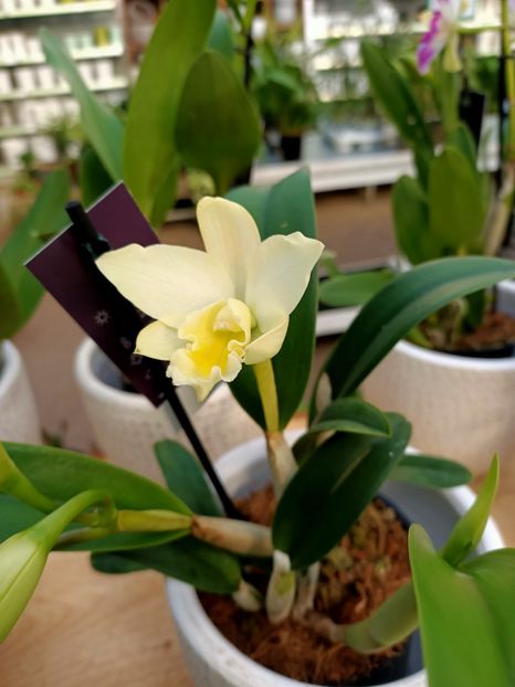 Img.2024.01.12 - Expoziția de orhidee