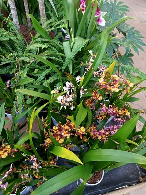 Img.2024.01.12 - Expoziția de orhidee