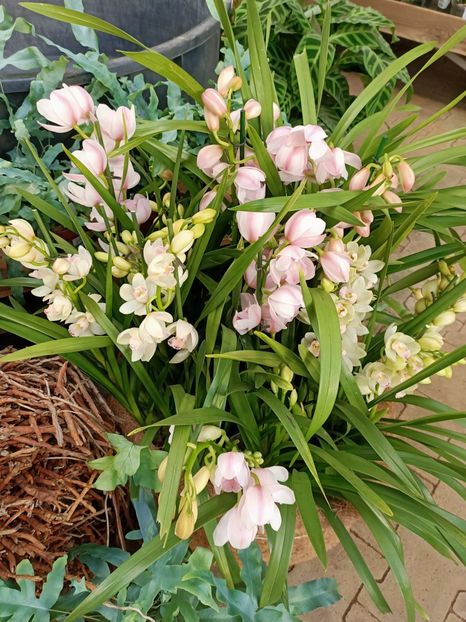 Img.2024.01.12 - Expoziția de orhidee