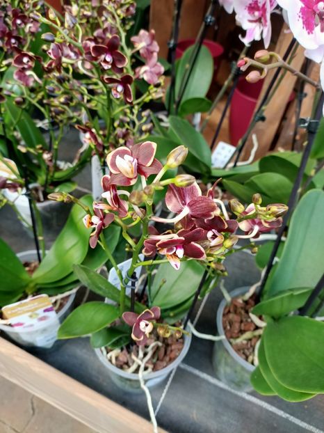Img.2024.01.12 - Expoziția de orhidee