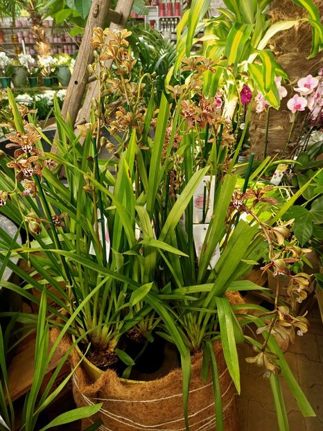 Img.2024.01.12 - Expoziția de orhidee