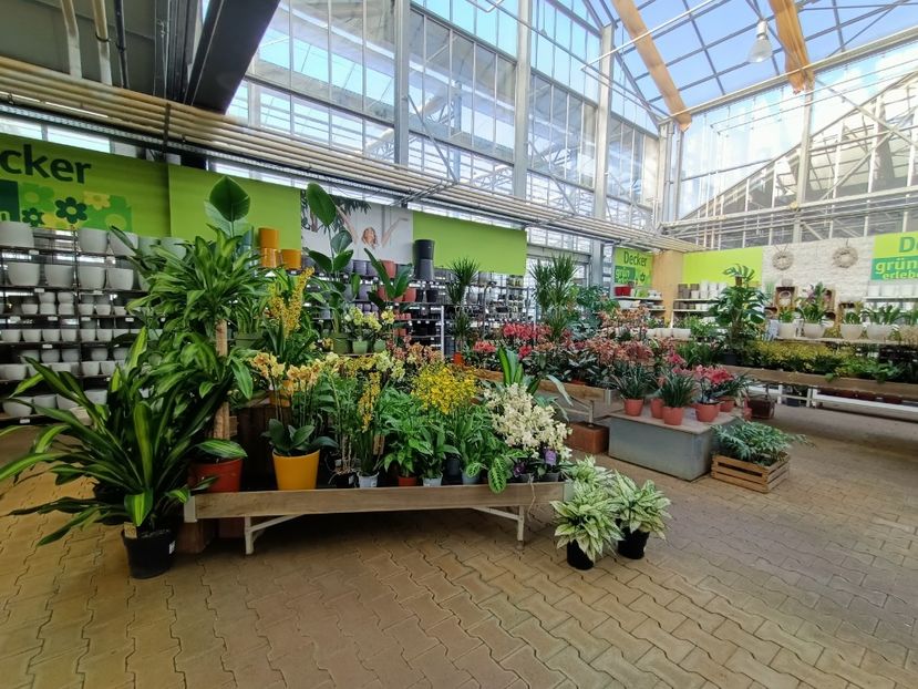 Img.2024.01.12 - Expoziția de orhidee