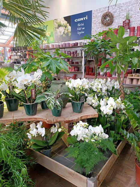 Img.2024.01.12 - Expoziția de orhidee