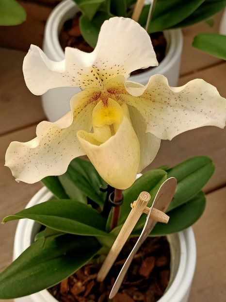 Img.2024.01.12 - Expoziția de orhidee
