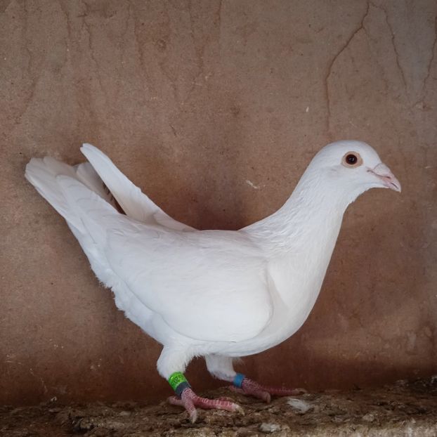 Mascul 23-001....-vandut - Porumbei vanduti